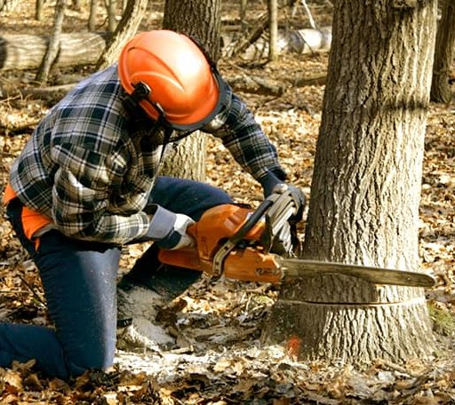 Tree Removal in Forsan, TX